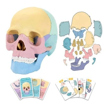 1 комплект пъзела с анатомията на черепа на човека, Подвижни мини-модел на черепа на човека, обучение клиника
