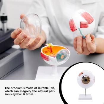 Модел на очната ябълка Анатомични Инструменти за изучаване на Вътрешната структура на Образователен инструмент За изследване на очни болести век