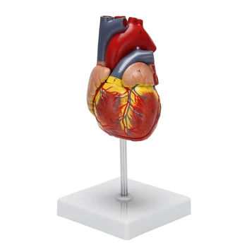 Моделът на човешкото сърце е 1: 1, анатомично точно модел сърцето Анатомия на човешкия скелет в пълен размер, За да учат в един клас Дисплей T